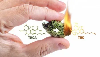 ¿Qué es la descarboxilación del cannabis, cómo hacerla y por qué?