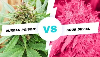 Porównanie odmian Durban Poison vs Sour Diesel