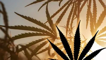 Demistyfikacja czystych odmian konopi sativa