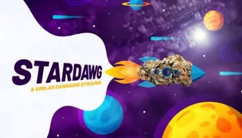 Odmiany konopi podobne do szczepu Stardawg