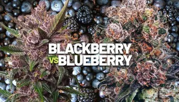 Porównanie odmian konopi: Blackberry vs Blueberry