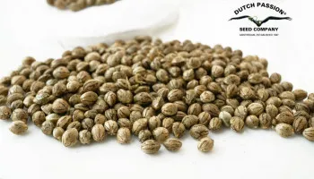 Comprar semillas de cannabis a granel