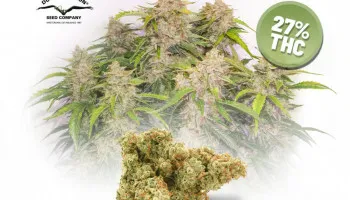 L’Auto Skywalker Haze testée indépendamment avec un taux de THC de près de 27% !
