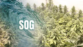 Las 6 mejores variedades de cannabis feminizadas para cultivar en SOG