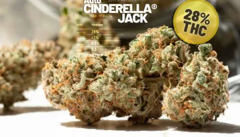 Auto Cinderella Jack door Pure Healing getest op 28% THC (Purpl Pro)