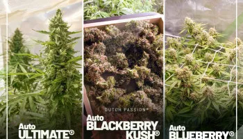 Journaux de culture de graines de cannabis du mois (Octobre 2021)