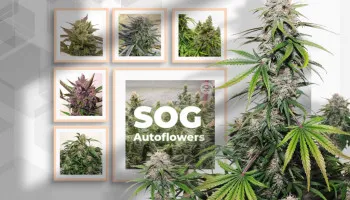 Die 5 besten autoflowering Cannabissorten für den Anbau in einem SOG