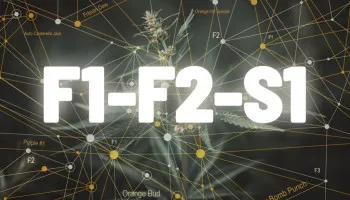 Czym są nasiona konopi F1, F2, S1?