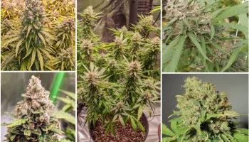 Las 5 mejores variedades de cannabis Skunk híbrido