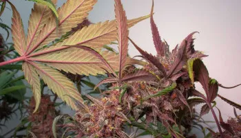 Que signifient des tiges de cannabis violettes et rouges?