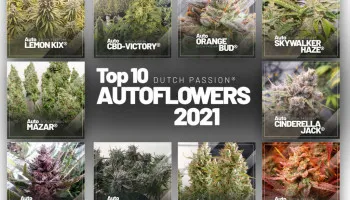 Top 10 des graines de cannabis à autofloraison de 2022