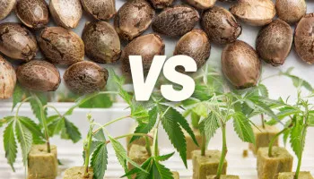 ¿Las semillas de cannabis crecen mejor que los clones?