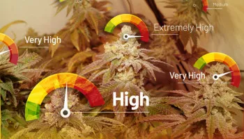 Niveles de THC de las semillas de cannabis feminizadas