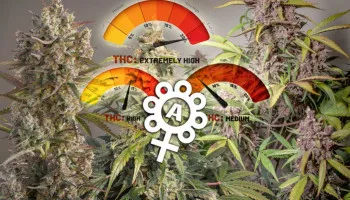 Autoflower-Cannabis Samen THC-Gehalt