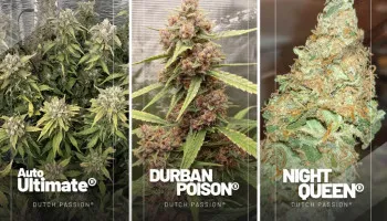 Die besten Cannabis Samen Rezensionen vom Januar 2022