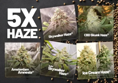 La Top 5 delle varietà di cannabis Haze