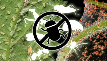 Guida visiva ai parassiti e alle malattie della cannabis