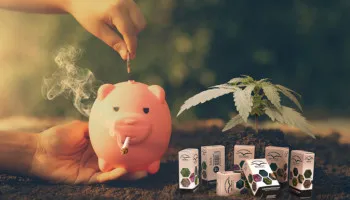 Top 5 des graines de cannabis à petit prix