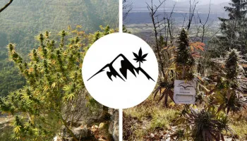 Les 5 meilleures variétés de cannabis à cultiver en montagne