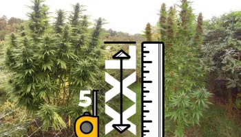 De vijf langste cannabissoorten