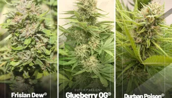 Die besten Cannabis-Samen im April 2022