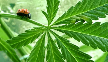 Insectes bénéfiques pour le cannabis