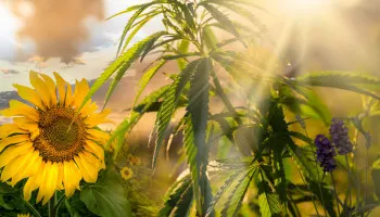 Ideen und Tipps für Cannabis-Begleitpflanzen