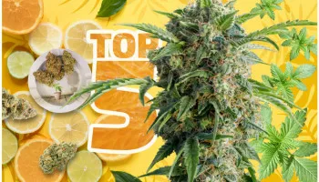 De 5 beste cannabissoorten met een citrussmaak