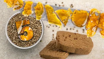 La Top 5 delle varietà di cannabis per la produzione di hashish
