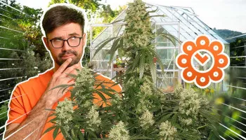 Warum blüht meine Outdoor-Cannabispflanze zu früh?