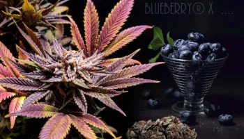 De vijf beste kruisingen van de Blueberry uit de jaren 70