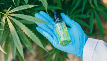 Entretien sur la Légalisation du Cannabis en Thaïlande 