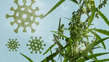 Polen de cannabis: ¿cómo recolectarlo, almacenarlo y usarlo?