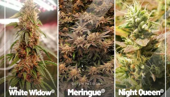 Le migliori recensioni di cannabis di Agosto 2022