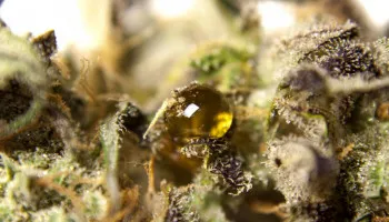 What is cannabis guttation or xylem sap?