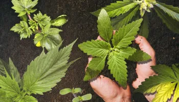 De 11 meest voorkomende mutaties in cannabisplanten