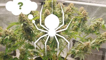 Top 10 des questions les plus fréquentes au sujet de la White Widow