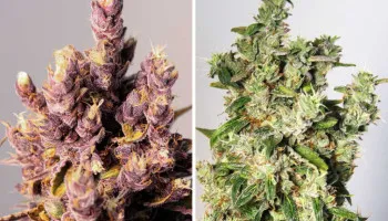 Wat zijn foxtails in cannabis en hoe ga je ermee om?