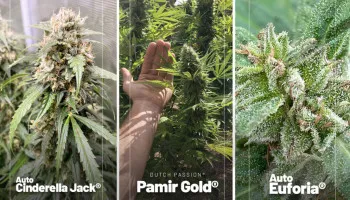 Meilleurs journaux de culture de graines de cannabis du mois d’octobre 2022