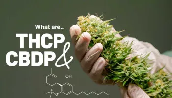 ¿Qué son THCP y CBDP?