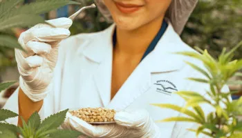 La révolution génétique des graines de cannabis triploïdes