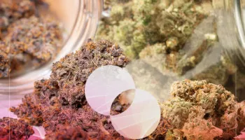 Come miscelare le varietà di cannabis per ottenere gli effetti migliori
