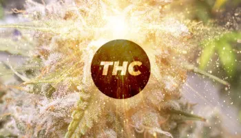 6 najlepszych automatycznie kwitnących odmian konopi o wysokiej zawartości THC