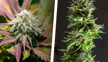 Têtes de cannabis compactes et denses vs têtes aérées-fluffy