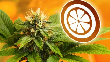 Top 5 des variétés de cannabis Orange ayant une saveur incroyable