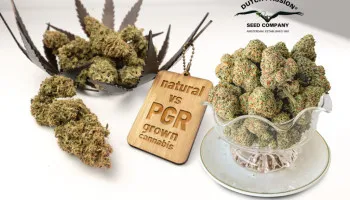 ¿Deberías considerar cultivar cannabis con PGR?
