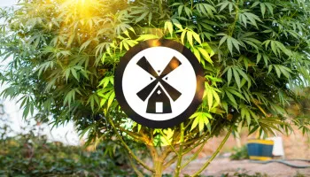 Top 5 des graines de cannabis pour la culture en extérieur en 2023