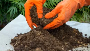 Terreau enrichi pour le cannabis: un guide pour les débutants
