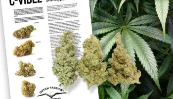 La « chasse aux phénotypes » de la C-Vibez