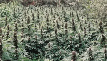 Interview mit einem Dutch Passion Outdoor-Cannabissamen-Züchter